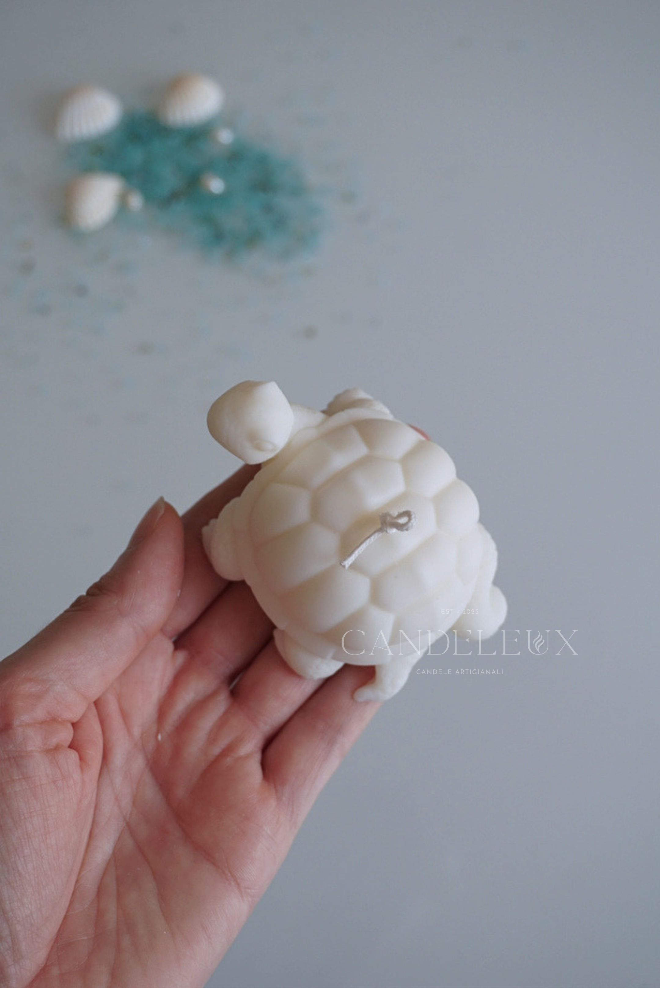 Tartaruga Piccola